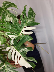Monstera Variegata buschig