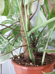 Monstera Variegata buschig