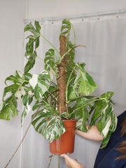 Monstera Variegata buschig