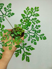 Adenia Perrieri