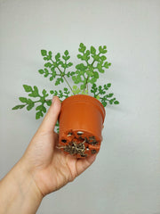 Adenia Perrieri