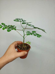 Adenia Perrieri