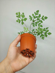 Adenia Perrieri