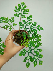 Adenia Perrieri
