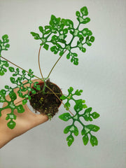 Adenia Perrieri