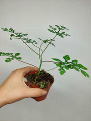 Adenia Perrieri