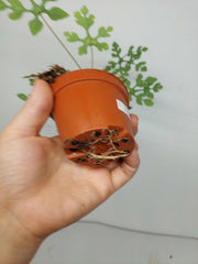 Adenia Perrieri