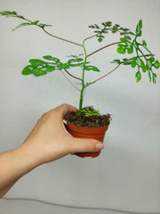 Adenia Perrieri