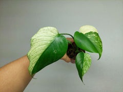 Monstera Jungle Mint