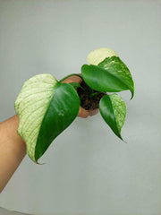 Monstera Jungle Mint