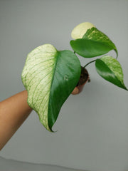 Monstera Jungle Mint