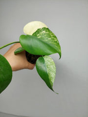 Monstera Jungle Mint
