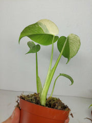 Monstera Jungle Mint