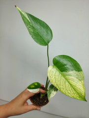 Monstera Jungle Mint