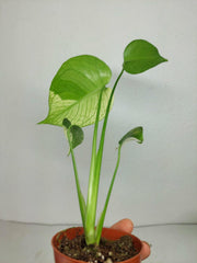 Monstera Jungle Mint