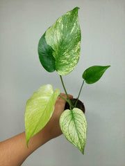 Monstera Jungle Mint