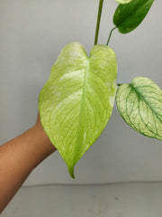 Monstera Jungle Mint