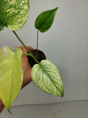 Monstera Jungle Mint