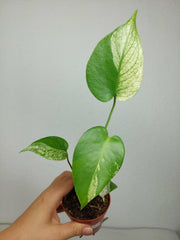 Monstera Jungle Mint