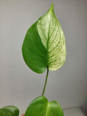 Monstera Jungle Mint