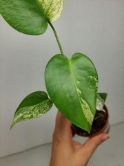Monstera Jungle Mint