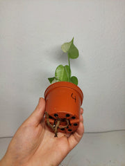 Monstera Jungle Mint