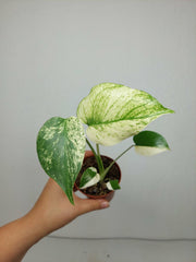 Monstera Jungle Mint
