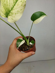 Monstera Jungle Mint