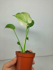 Monstera Jungle Mint