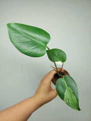 Monstera Jungle Mint