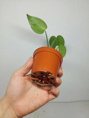 Monstera Jungle Mint