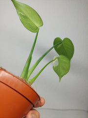 Monstera Jungle Mint