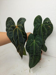 Anthurium Ace of Spades x Crystallinum Hybrid