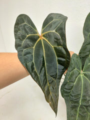 Anthurium Ace of Spades x Crystallinum Hybrid