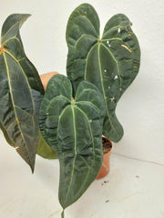Anthurium Ace of Spades x Crystallinum Hybrid
