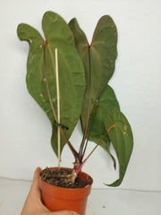 Anthurium Ace of Spades x Crystallinum Hybrid