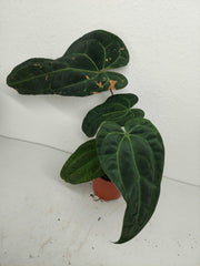 Anthurium Ace of Spades x Crystallinum Hybrid