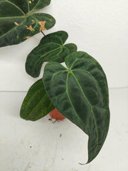 Anthurium Ace of Spades x Crystallinum Hybrid