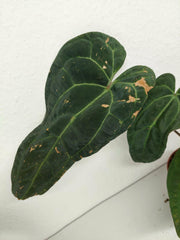 Anthurium Ace of Spades x Crystallinum Hybrid