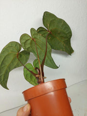 Anthurium Ace of Spades x Crystallinum Hybrid