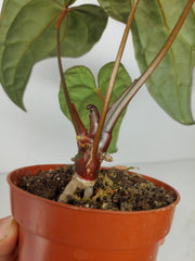 Anthurium Ace of Spades x Crystallinum Hybrid