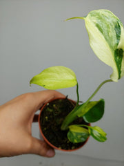 Monstera Electrolight Mutation