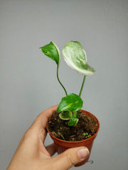 Monstera Electrolight Mutation