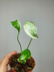 Monstera Electrolight Mutation