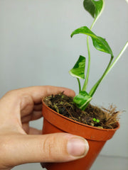 Monstera Electrolight Mutation