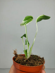 Monstera Electrolight Mutation