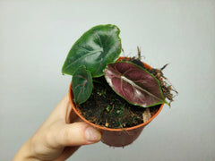 Alocasia Azlanii