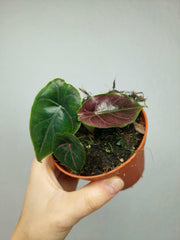 Alocasia Azlanii