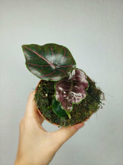 Alocasia Azlanii
