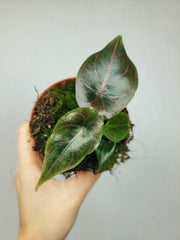 Alocasia Azlanii